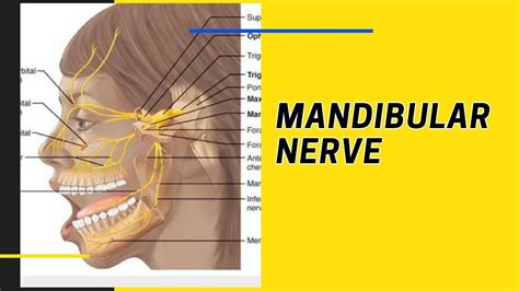 Meningeal Branch Of Mandibular Nerve