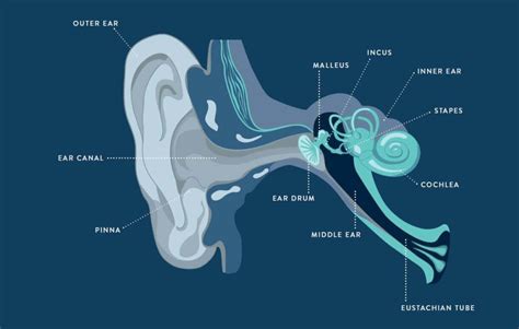 A Sound Waves Journey Through Your Ear The Hearing Care Partnership