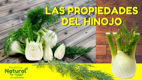 Las Propiedades Del Hinojo Medicina Natural Youtube