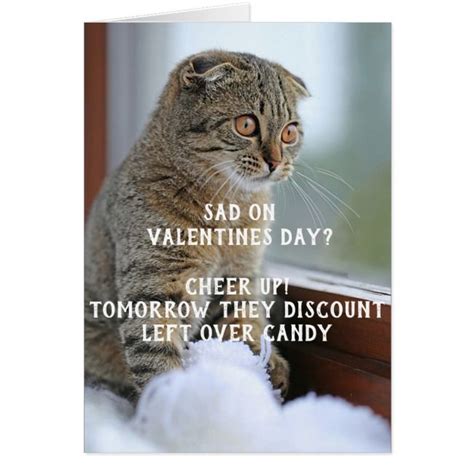 Funny Cat Valentines Day Meme Single Funny Cats Cat