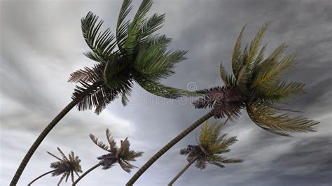 Palm Trees Blowing In The Wind And Rain As A Hurricane Nears Stock