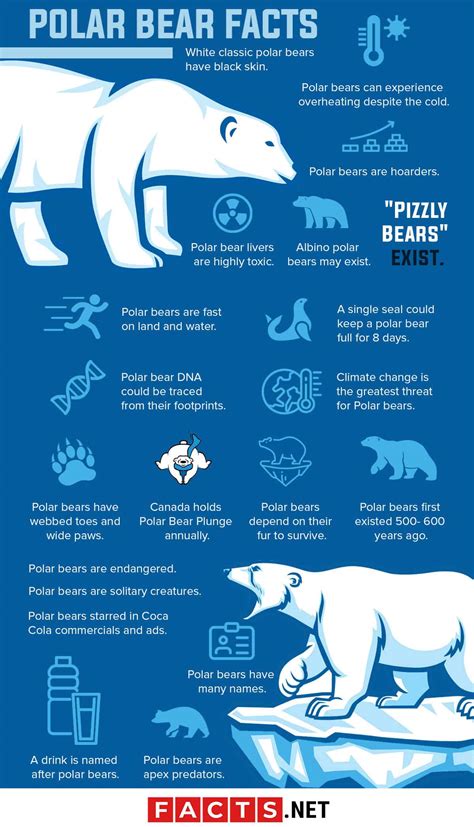 50 Adorable Polar Bear Facts That You Never Expected