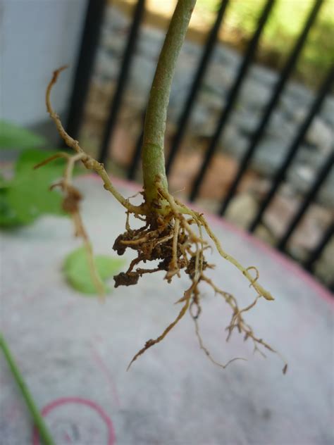 Fungsi akar pada tumbuhan dengan secara umum baik akar tunggang atau juga akar serabut sebagai unsur utama didalam sistem transportasi pada tumbuhan, yakni guna menyerap air serta unsur. Disini dalam lingkaran ini: Betik jantan dan betik betina ...