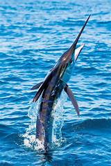 Fish out of water, a. Striped Marlin | Marlin, Ocean animals, Offshore fishing
