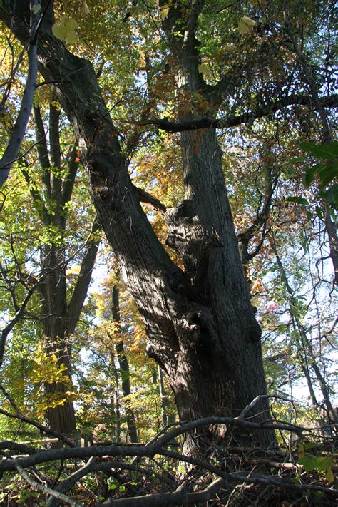 Red — still alive (gone 2017). Red maple - Delaware Trees