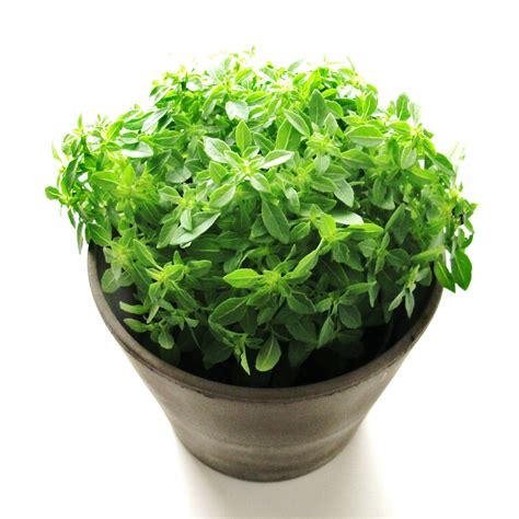 Sweet basil (ocimum basilicum ^3). Deixa entrar o sol: Manjerico