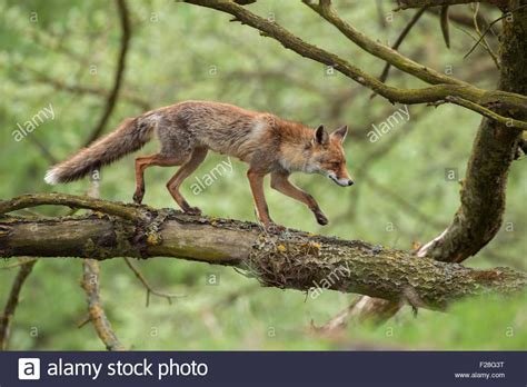 Red Fox Rotfuchs Vulpes Vulpes Climbing Balancing Runs On