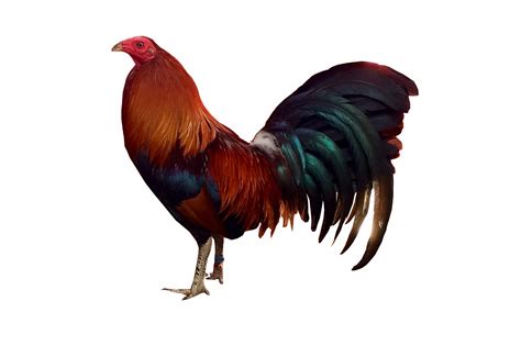 Cock Fighting Rooster Free Image On Pixabay Free Hot Nude Porn Pic