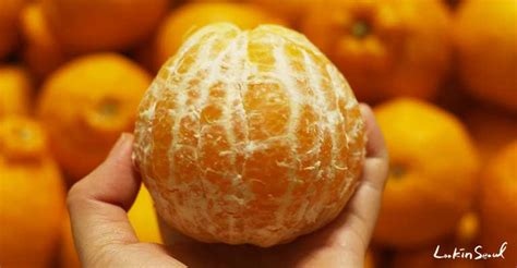 Special Orange You Can Meet In Korea Hallabong Lookinseoul