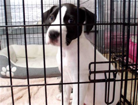Our fees vary on the animals. Vets and Pets Poker Run to benefit local veterans and ...