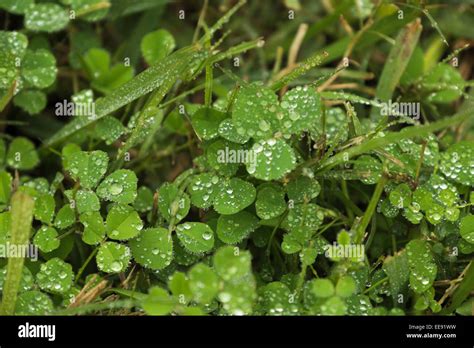 Rain Drops On Clover Stock Photo Alamy