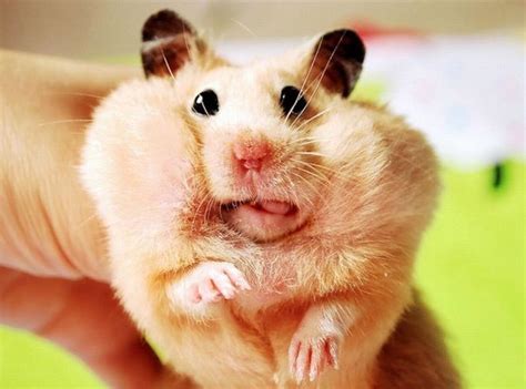 Hahaha This Makes Me Want To Get A Hampster Teddy Hamster Cage Hamster