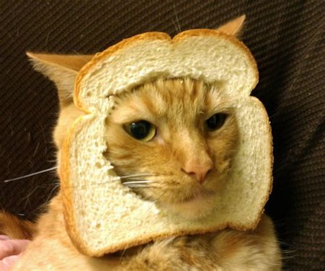 Frankie Cat Breaded In Bread Cats