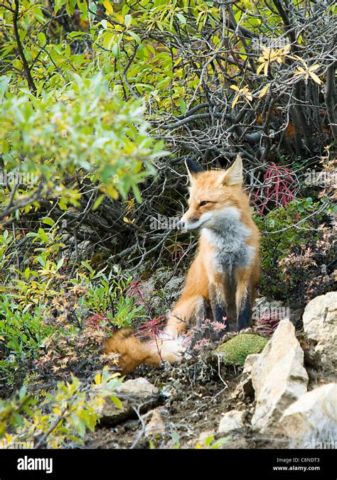 A Red Fox Observes Far Away At Denali National Park Alaska Usa Stock