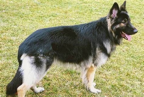 The Shiloh Shepherd Everything You Need To Know