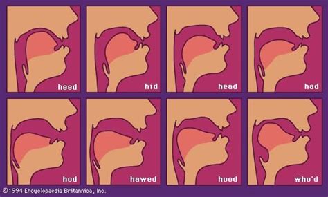 Figure 2 Tongue Position For Several Vowel Sounds Vowel Sounds