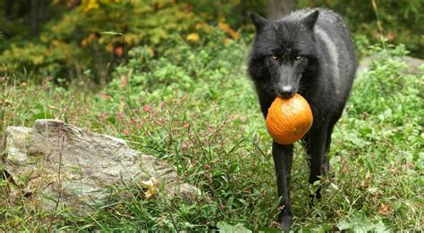 Halloween Virtual Enrichment Program With Wolves Wolf Conservation