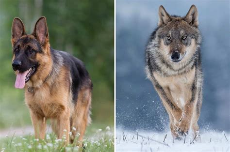 German Shepherd Vs Wolf 8 Things To Tell Them Apart