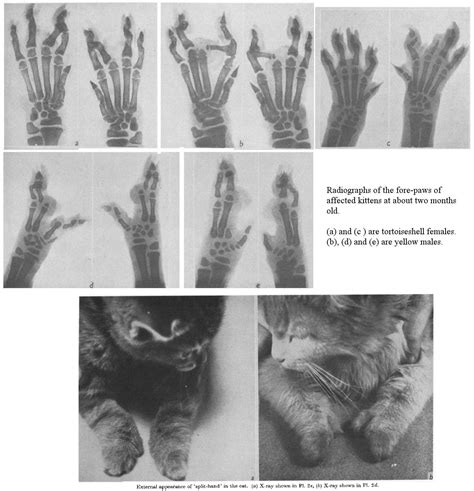 Cats Paw Anomalies Syndactyl Oligodactyl Brachydactyl