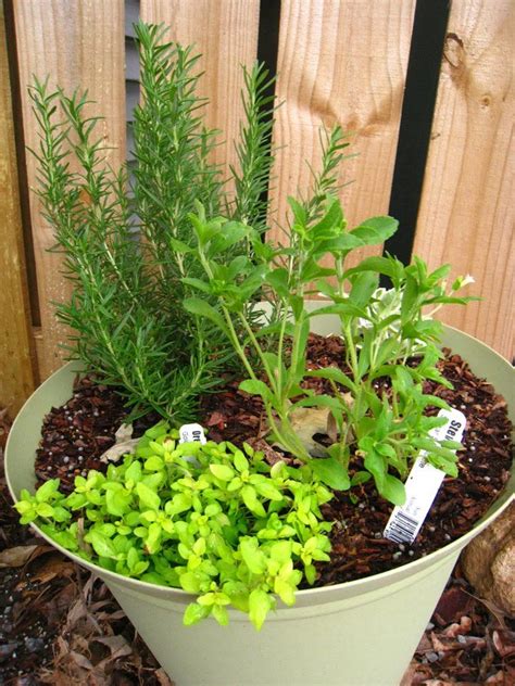 Ten Of The Best Herbs To Grow In Containers Container Herb Garden