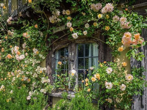 ) limit of 25 images to a dump. My Perfect Impossible Cottagecore Dream | by Mary Retta ...