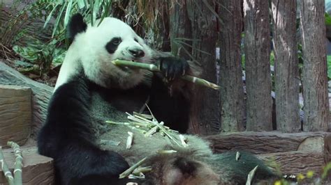 Although pandas live on a mostly. Giant Panda Eating Bamboo - YouTube