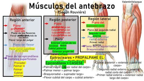 Musculos Del Antebrazo Abc Fichas
