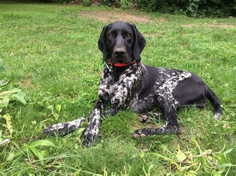 German Shorthaired Pointer Smart Friendly German Shorthaired