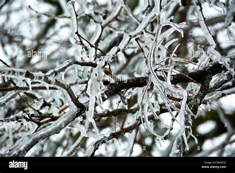 Ice Coated Branches Hi Res Stock Photography And Images Alamy