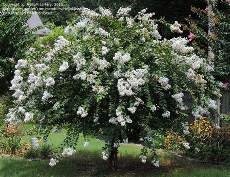 Early bird is a dwarf variety of crape myrtle and is a great option for an area where. PlantFiles Pictures: Lagerstroemia, Crape Myrtle, Crepe ...