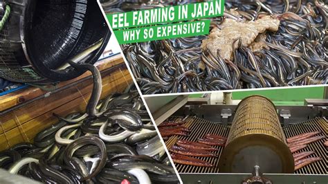 The Biggest Eel Farming In Japan Can Produce Millions Eel Every