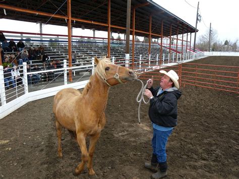 Exotic Horse Auction In Eastern Oregon Nets 62000 To Satisfy Liens