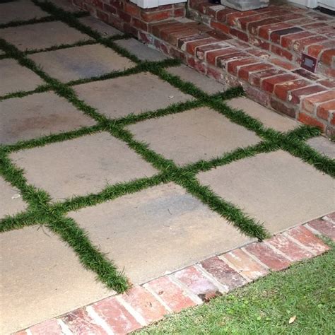 Which one should you choose to craft your picturesque outdoor space? concrete squares and monkey grass | Landscaping ...