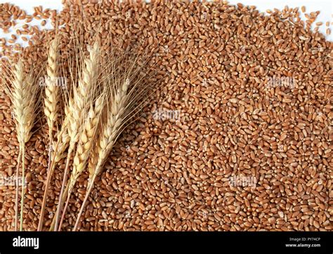 Natural Background With Many Golden Grains Of Wheat And Ears Stock