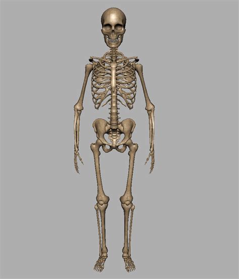 Skeleton 3d Model Free Download