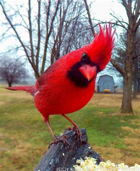 Nature Magnificent Crimson Cardinal Awesome Beautiful Birds