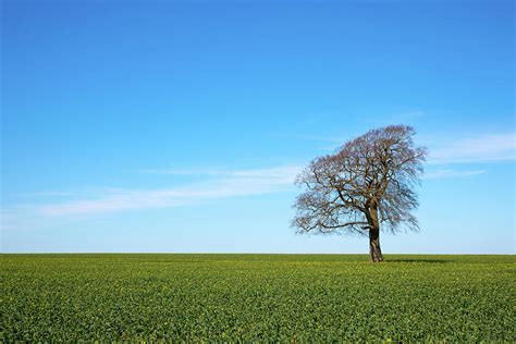 Scenic Cotswolds One Tree On The Horizon Landscape Photograph By