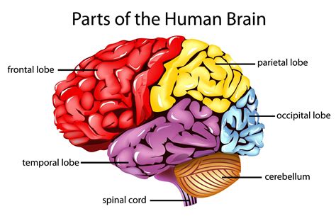 Image result for labeled diagram of the brain | Brain diagram, Brain