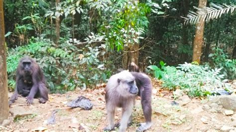 Gambar mewarnai kupu kupu dan bunga contoh gambar bunga sumber : Menghirup Sejuknya Udara Pagi Bersama Monyet Hitam di Taman Nasional Bantimurung - Regional ...