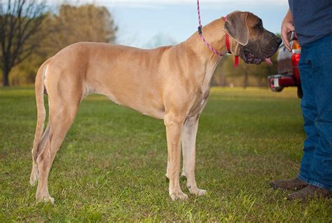 All About Great Danes Photos All Recommendation