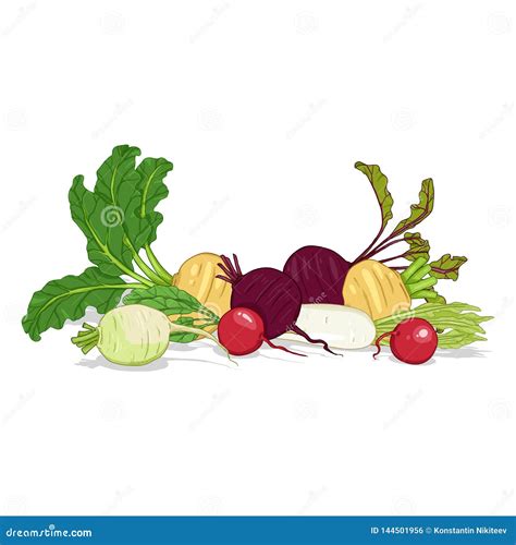 Vector Cartoon Color Set Of Root Vegetables Stock Vector Illustration