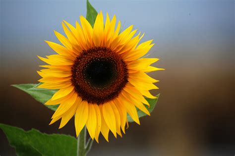 Sun Flower By Cristobal Garciaferro Rubio Sunflower Photography Best