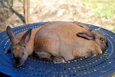 While sufficient sodium intake helps ensure fluid balance, nerve impulse transmission and muscle function, consuming it in excess poses numerous health risks. Cinnamon Rabbit
