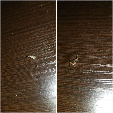 Are These Bed Bug Shells Bedbugs