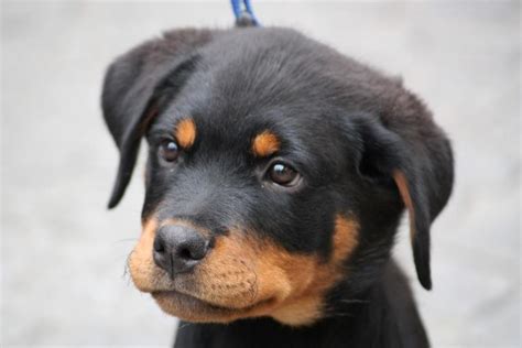 Rottweilers are blocky dogs with massive heads. cute rottweiler puppy face image.jpg (24 comments) Hi-Res 720p HD