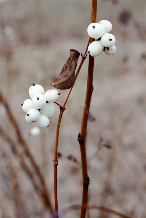 Snowberry Fruit In Winter Stock Photo Image Of Winter 48401262