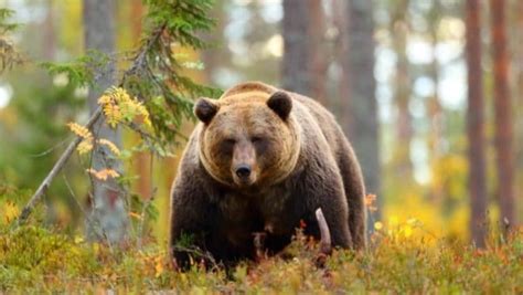 Largest Bear Ever And 8 Biggest Bear Species In The World Outdoor Empire