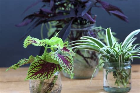 Grow Beautiful Indoor Plants In Water Page 2 Of 2 A
