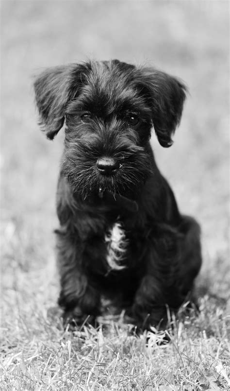 His ancestry dates back to the 1400s. Dennis the 9 week old Black Miniature Schnauzer schnauzer ...