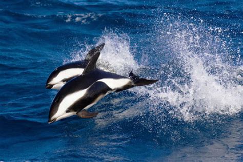 Hourglass Dolphin Whale And Dolphin Conservation